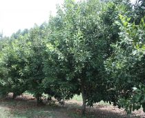 macadamia (1)