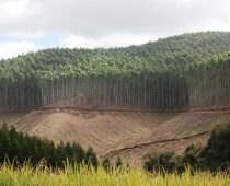timber (4)